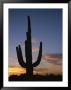 A Saguaro Cactus Silhouetted Against The Evening Sky by Taylor S. Kennedy Limited Edition Pricing Art Print