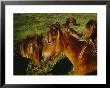 Wild Horses On Sable Island Originally Owned By Acadians Who Were Forcibly Moved From Nova Scotia by Eightfish Limited Edition Print