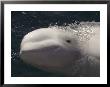 A Beluga Whale Gazes At The Camera by Taylor S. Kennedy Limited Edition Print