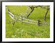 Spring Blossoms And Alpine Field, Kranjska Gora, Gorenjska, Slovenia by Walter Bibikow Limited Edition Print