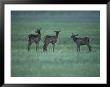 Elk Or Wapiti Calves, Yellowstone National Park, Wyoming by Raymond Gehman Limited Edition Pricing Art Print