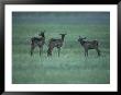 Elk Or Wapiti Calves, Yellowstone National Park, Wyoming by Raymond Gehman Limited Edition Print