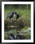 A Loon Raises Itself To Turn Its Eggs With Its Beak While Incubating by Michael S. Quinton Limited Edition Print