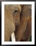 A Close View Of The Face Of An Elephant by Raul Touzon Limited Edition Print