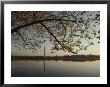 A View Of The Washington Monument, Framed By A Blooming Cherry Tree by Karen Kasmauski Limited Edition Print