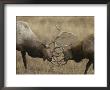 Male Wapitis, Or Elk, Sparring by Norbert Rosing Limited Edition Print