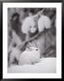 Portrait Of A Snowshoe Hare by Michael S. Quinton Limited Edition Print