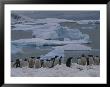 A Colony Of Gentoo Penguins In An Icy Environment by Gordon Wiltsie Limited Edition Print