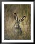 A White-Tailed Jackrabbit Sits In Tall Grass by Michael S. Quinton Limited Edition Print