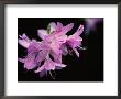 Close View Of A Pink Azalea With The Stamen Jutting Out by Brian Gordon Green Limited Edition Pricing Art Print