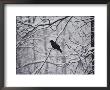 A Black Crow Contrasts With Falling White Snow Blanketing The Surrounding Woods by Stephen St. John Limited Edition Pricing Art Print
