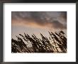 Sea Oats Silhouetted Against A Sunset Sky by Taylor S. Kennedy Limited Edition Print