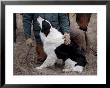 A Male Rancher And His Boarder Collie At The Nebraska National Forest by Joel Sartore Limited Edition Print