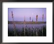 Close-Up Of Cattails by Phil Schermeister Limited Edition Pricing Art Print