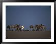 A Caravan Of Camels Settles In Against A Moonlit Sky In The Sahara by Peter Carsten Limited Edition Print