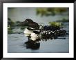 Close View Of A Mated Pair Of Common Loons Swimming In Tandem by Michael S. Quinton Limited Edition Print