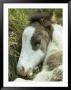 Portrait Of A Wild Pony Foal Sleeping by James L. Stanfield Limited Edition Print