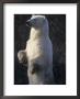 Polar Bear Standing In Willows Checks Its Surroundings by Paul Nicklen Limited Edition Pricing Art Print