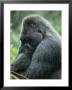 Profile Of A Silverback Moutain Gorilla In The Rain by Michael Nichols Limited Edition Print