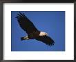 American Bald Eagle In Flight by Paul Nicklen Limited Edition Print