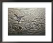 A Laughing Gull Fishes In Florida Bay by Nicole Duplaix Limited Edition Print