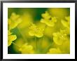 A Close View Of Fresh Yellow Wildflowers by Heather Perry Limited Edition Pricing Art Print