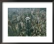 Aerial View Of Hong Kongs Skyline Seen From A Helicopter by Eightfish Limited Edition Print