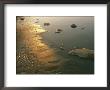Sunset On The Rocky Shore Of The Mackenzie River by Raymond Gehman Limited Edition Print