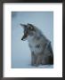 Coyote With Winter Coat, Yellowstone National Park, Wyoming by Raymond Gehman Limited Edition Print