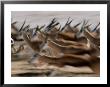 Running Springboks by Nicole Duplaix Limited Edition Pricing Art Print
