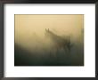 Horses And Horseback Riders In A Field by Sisse Brimberg Limited Edition Pricing Art Print
