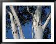 Close-Up Of The Silvery-Gray Trunks And Branches Of Gum Trees by George Grall Limited Edition Pricing Art Print