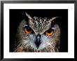 Close-Up Of An Owl by Joel Sartore Limited Edition Pricing Art Print
