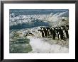 Adelie Penguins Line Up To Dive Into The Icy Antarctic Waters by Maria Stenzel Limited Edition Print