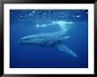 A Mother Humpback Whale And Her Baby by Wolcott Henry Limited Edition Print