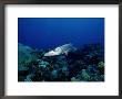 A Great Barracuda by Wolcott Henry Limited Edition Print