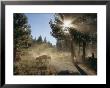 Cattle Cross A Gravel Road On A Fall Cattle Drive On A Ranch by Michael S. Lewis Limited Edition Print