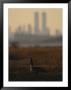 Canada Goose (Branta Canadensis) And Hazy Twin Towers Skyline by Raymond Gehman Limited Edition Print