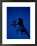 Silhouetted Proboscis Monkey (Nasalis Larvatus) by Mattias Klum Limited Edition Print