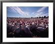 A View Of A Mennonite Turkey Farm In Wallenstein by Sam Abell Limited Edition Pricing Art Print