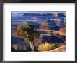 Juniper On Rim Of Colorado River Canyon At Deadhorse Point, Deadhorse Point State Park, Utah, Usa by Scott T. Smith Limited Edition Print