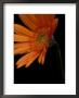 Gerbera Daisy, Washington, Usa by Jamie & Judy Wild Limited Edition Pricing Art Print