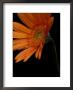 Gerbera Daisy, Washington, Usa by Jamie & Judy Wild Limited Edition Print