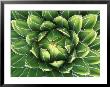 Queen Victoria's Agave, Sonora Desert Museum, Tucson, Arizona, Usa by Rob Tilley Limited Edition Print