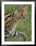 Serval (Felis Serval) Walking, Serengeti National Park, Tanzania, East Africa, Africa by James Hager Limited Edition Print