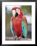 Parrot, Aruba, West Indies, Dutch Caribbean, Central America by Sergio Pitamitz Limited Edition Pricing Art Print