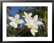 Frangipani Flowers, Fakarawa, Tuamotu Archipelago, French Polynesia Islands by Sergio Pitamitz Limited Edition Print