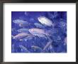 School Of Fish by Stuart Westmoreland Limited Edition Print