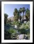 Palm Canyon, Palm Springs, California, Usa by Ruth Tomlinson Limited Edition Print