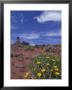 Spring Wildflowers Bloom, Canyonlands National Park, Utah, Usa by Paul Souders Limited Edition Print